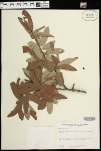 Quercus incana image