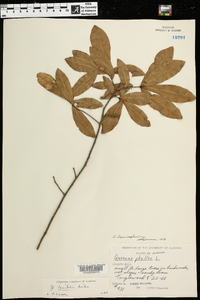 Quercus laurifolia image