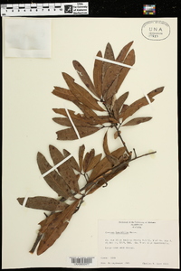 Quercus laurifolia image