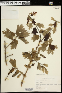 Quercus margarettiae image