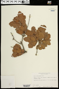 Quercus myrtifolia image