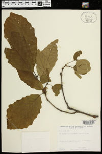 Quercus montana image