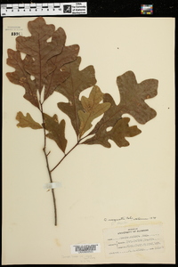 Quercus margarettiae image