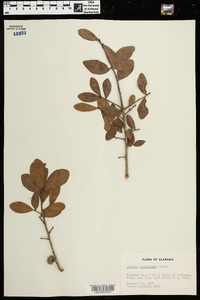 Quercus myrtifolia image