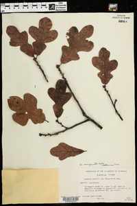 Quercus margarettiae image