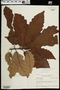 Quercus montana image