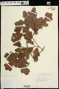 Quercus margarettiae image