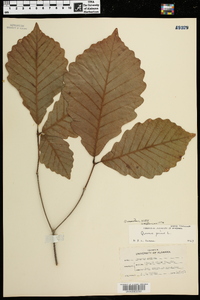 Quercus montana image