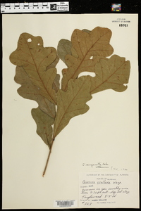 Quercus margarettiae image