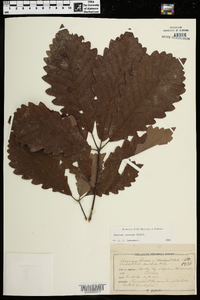 Quercus montana image