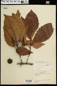 Quercus montana image