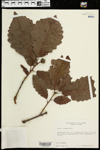 Quercus montana image