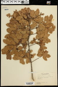 Quercus myrtifolia image