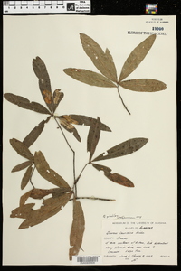 Quercus phellos image