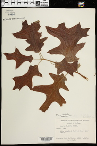 Quercus pagodifolia image