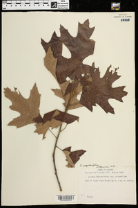 Quercus pagodifolia image