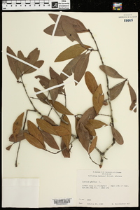 Quercus phellos image