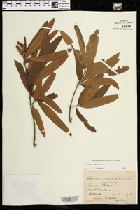 Quercus phellos image