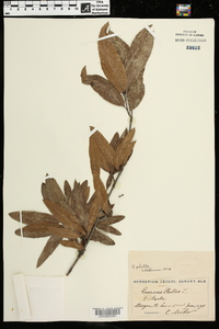 Quercus phellos image