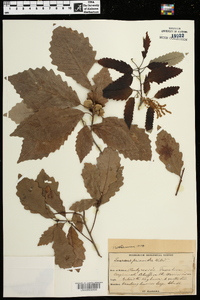 Quercus prinoides image