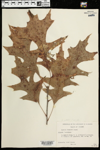 Quercus texana image