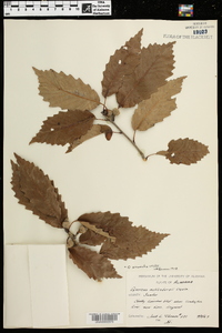 Quercus prinoides image