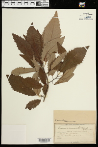 Quercus prinoides image