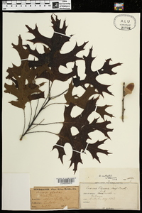 Quercus texana image