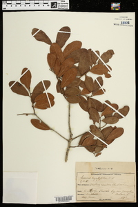 Quercus myrtifolia image