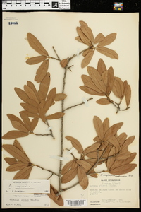 Quercus virginiana image