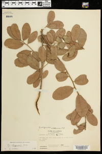 Quercus virginiana image