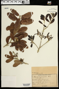 Quercus virginiana image