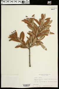 Quercus virginiana image