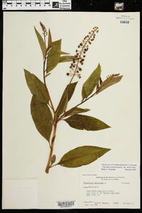 Phytolacca americana var. americana image