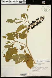 Phytolacca americana var. americana image