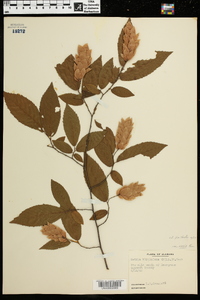 Ostrya virginiana var. lasia image