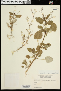 Boerhavia erecta image