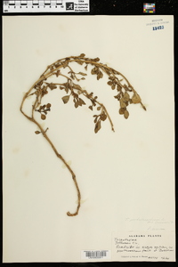 Trianthema portulacastrum image