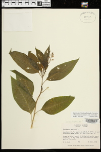 Phytolacca americana var. americana image