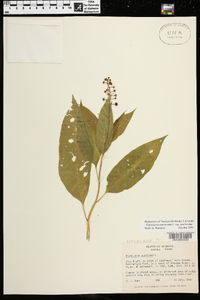 Phytolacca americana var. americana image