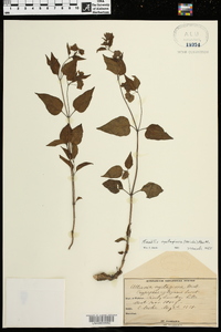 Mirabilis nyctaginea image