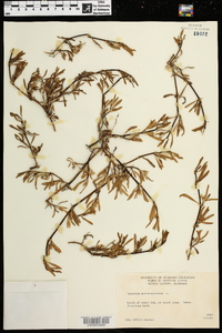 Sesuvium portulacastrum image