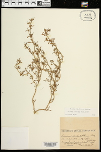 Sesuvium maritimum image