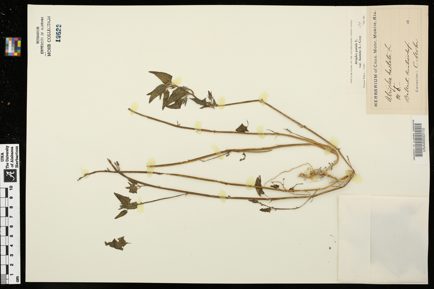 Atriplex prostrata image