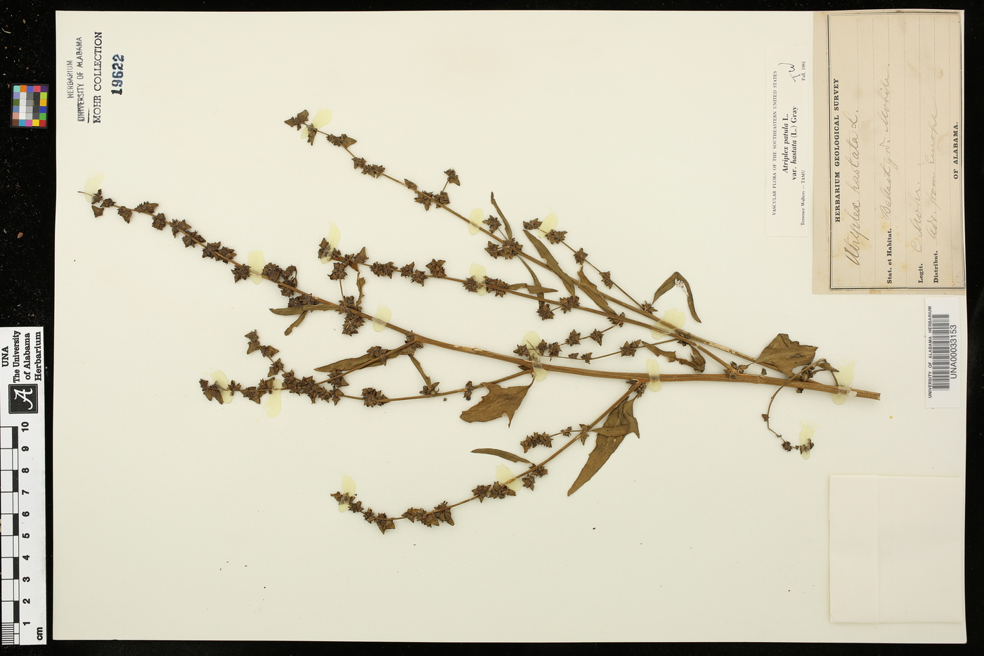 Atriplex prostrata image