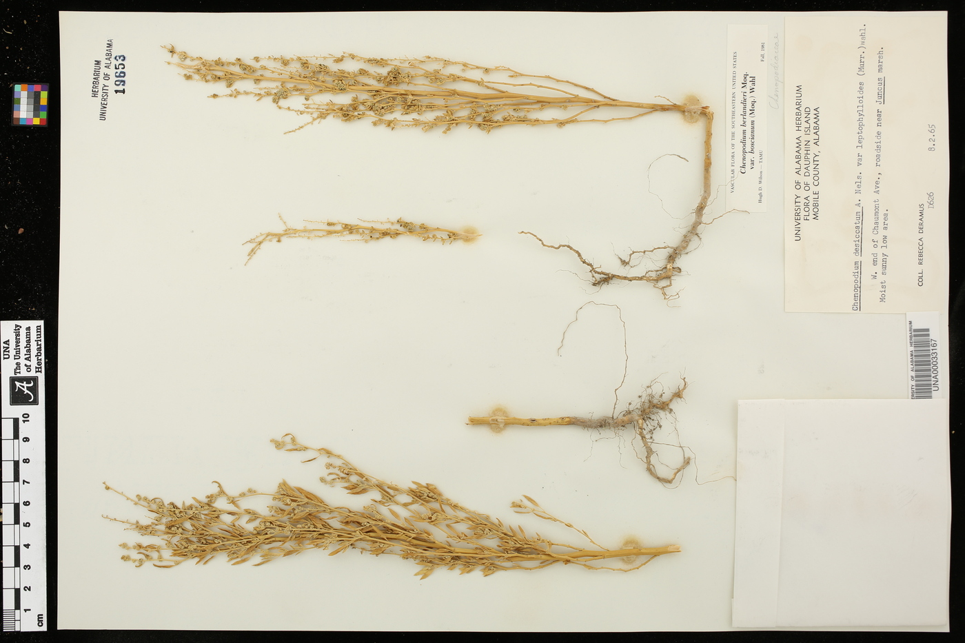 Chenopodium berlandieri var. boscianum image
