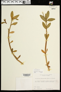 Alternanthera philoxeroides image