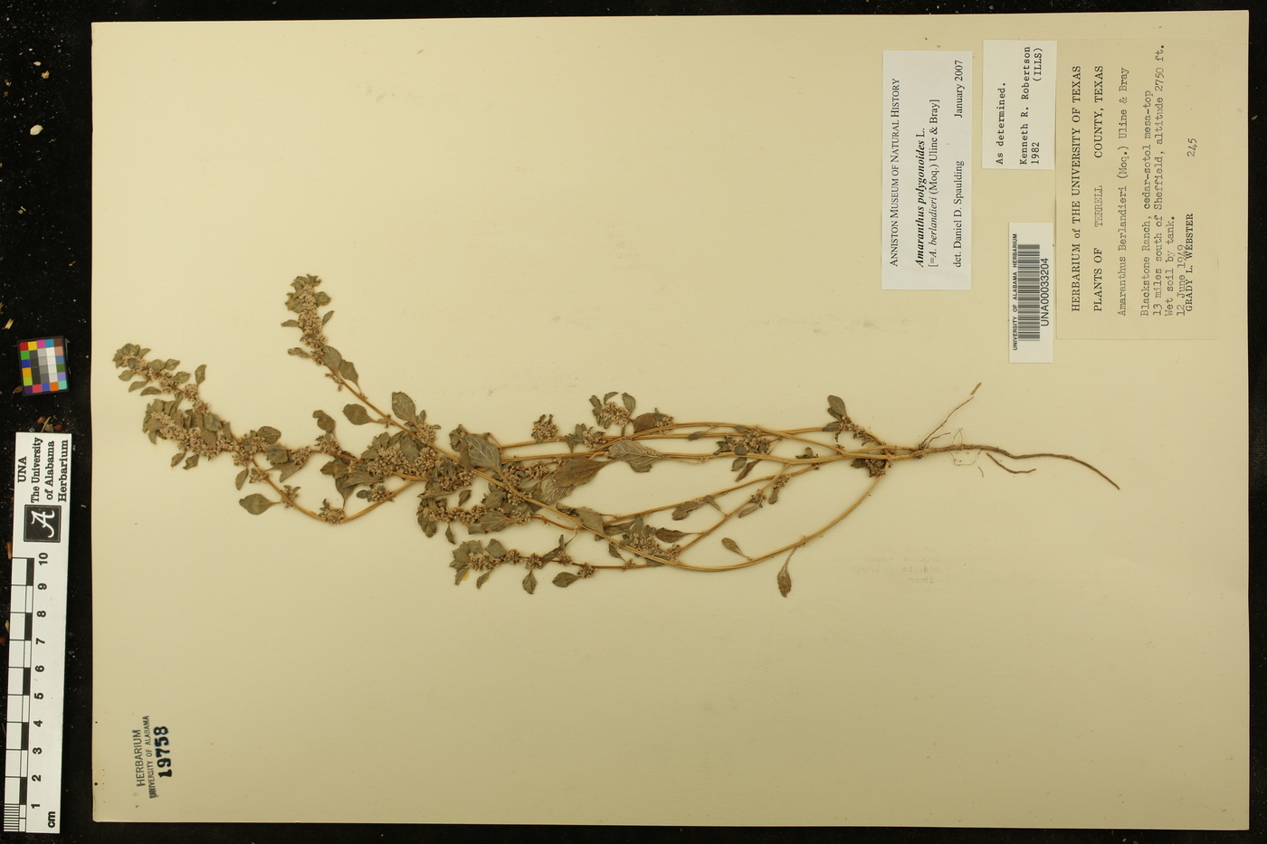Amaranthus polygonoides image