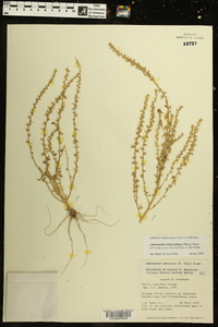 Amaranthus tuberculatus image