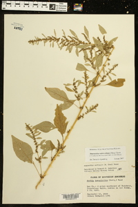 Amaranthus tuberculatus image